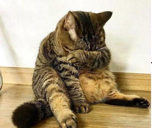 胖猫反转免费吃瓜,免费吃瓜背后的惊喜真相  第1张